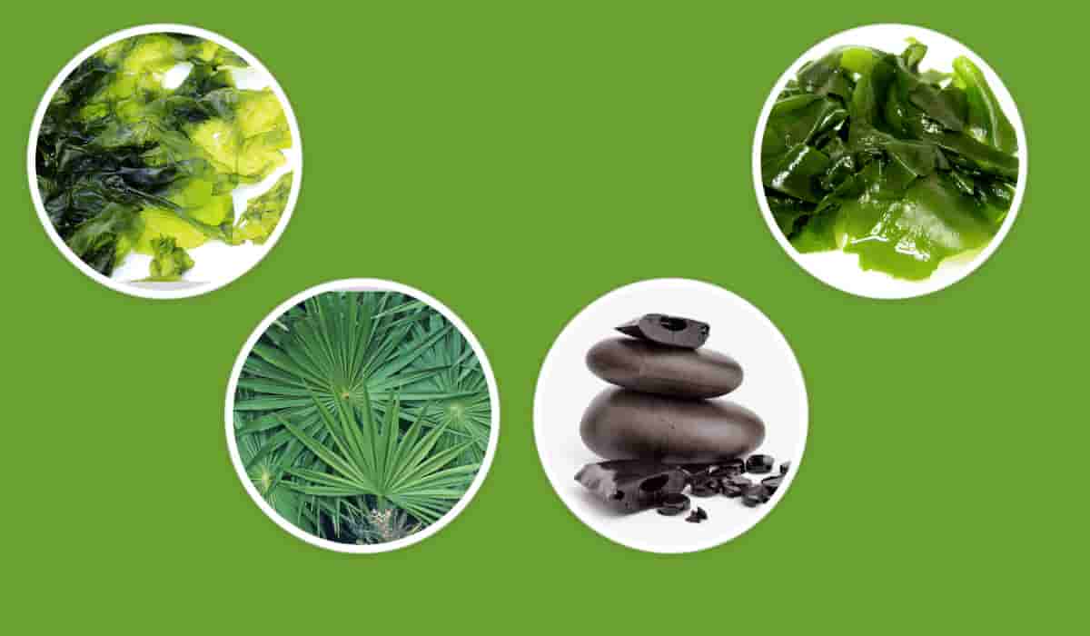 PotentStream Ingredients